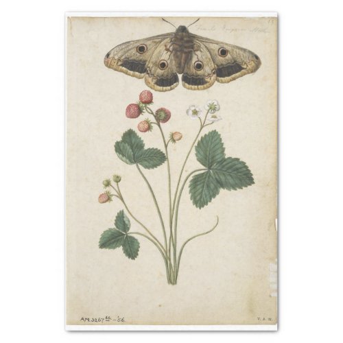 Strawberry and Emperor Moth by Jacques de Morgues Tissue Paper