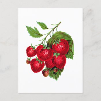 Strawberry Berries Fruit Botanical Postcard by LittleLittleDesign at Zazzle
