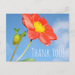 Strawberry blossom Thank You Postcard