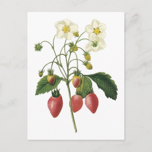 Strawberry botanical illustration postcard (Front)