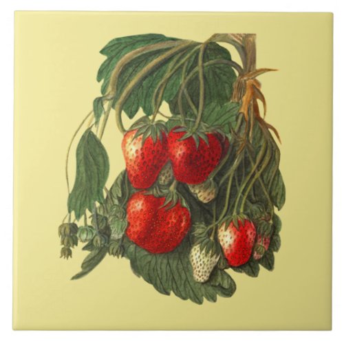 Strawberry  Botanical Tile  Kitchen  Any Color