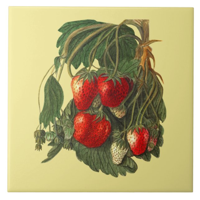 Strawberry ~ Botanical Tile ~ Kitchen ~ Any Color (Front)