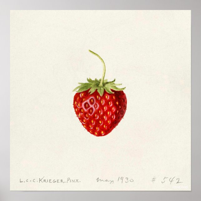 Strawberry (by Louis C.C. Krieger)  Poster (Front)