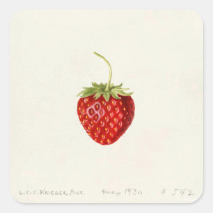 Strawberry (by Louis C.C. Krieger) Square Sticker