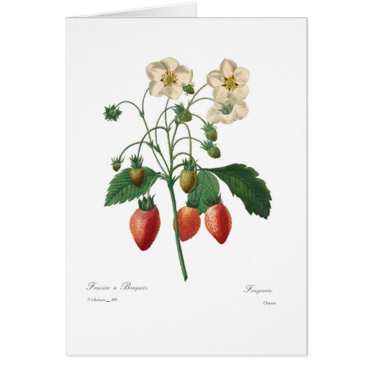Strawberry Cards (Front)