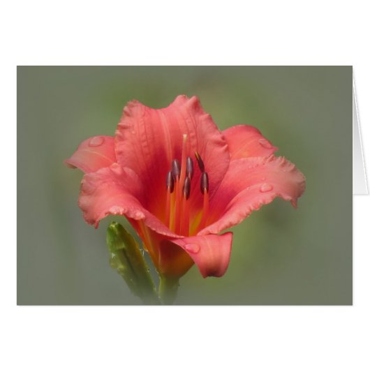 Strawberry Dream - Daylily Cards (Front Horizontal)