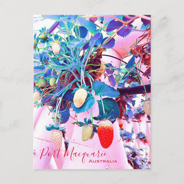 Strawberry farm Port Macquarie Australia Postcard (Front)