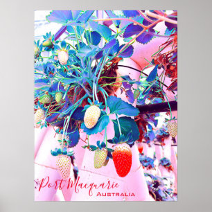 Strawberry farm Port Macquarie Australia Poster