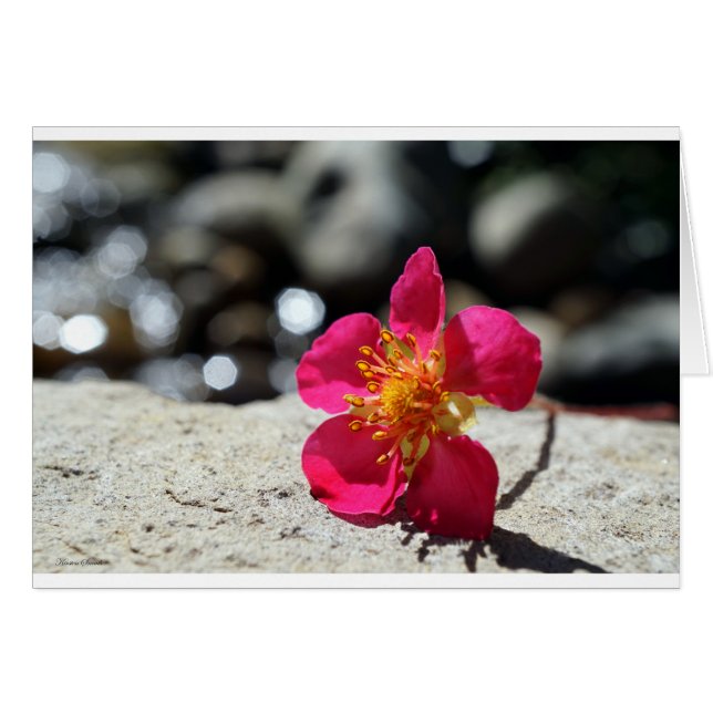 Strawberry Flower Postcard (Front Horizontal)