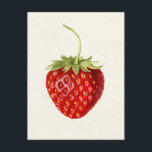 Strawberry (Fragaria) Fruit Watercolor Painting Postcard<br><div class="desc">Strawberry (Fragaria) (1930) by Louis Charles Christopher Krieger.</div>