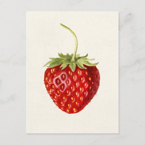 Strawberry Fragaria Fruit Watercolor Painting Postcard