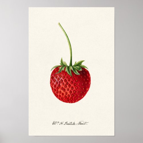 Strawberry Fragaria Fruit Watercolor Painting Poster