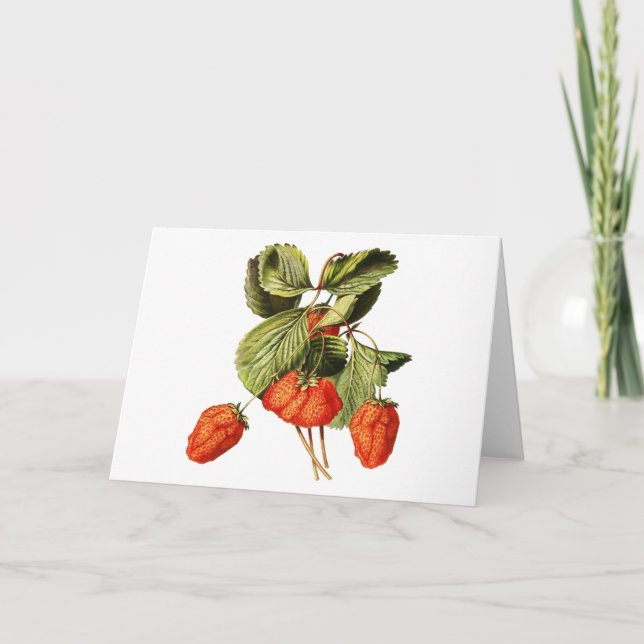 Strawberry Fruit Vintage Botanical illustration Card (Front)