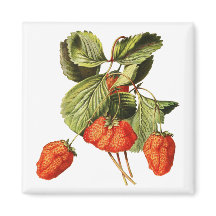 Strawberry Fruit Vintage Botanical illustration