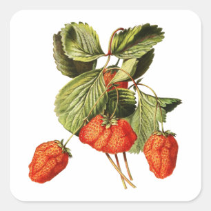 Strawberry Fruit Vintage Botanical illustration Square Sticker