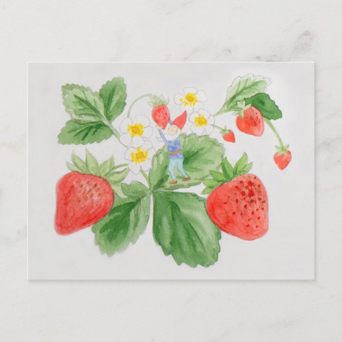 Strawberry Gnome Postcard