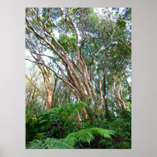Strawberry Guava Trees Poster