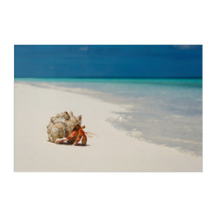 Strawberry Hermit Crab Coenobita Perlatus Acrylic Print