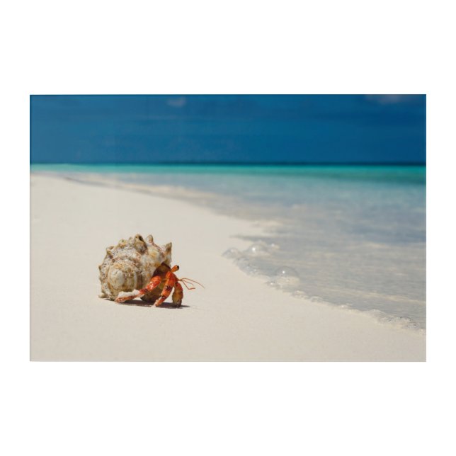 Strawberry Hermit Crab | Coenobita Perlatus Acrylic Print (Front)