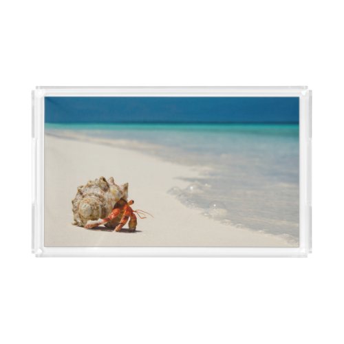 Strawberry Hermit Crab  Coenobita Perlatus Acrylic Tray