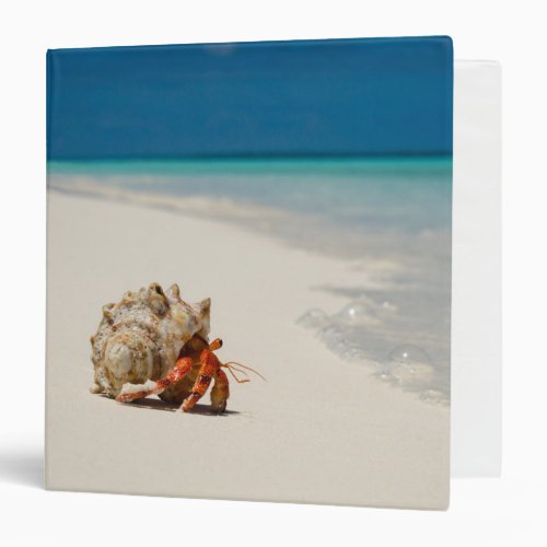 Strawberry Hermit Crab  Coenobita Perlatus Binder