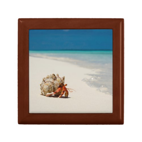 Strawberry Hermit Crab  Coenobita Perlatus Gift Box