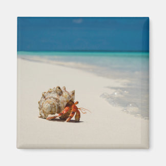 Strawberry Hermit Crab | Coenobita Perlatus Magnet