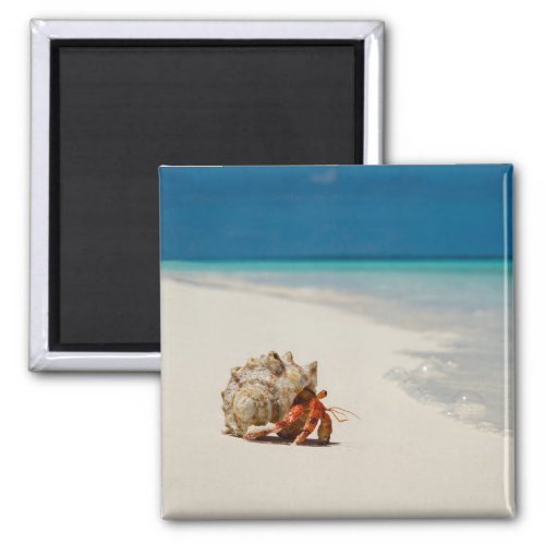 Strawberry Hermit Crab  Coenobita Perlatus Magnet