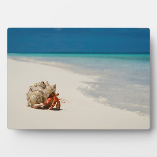 Strawberry Hermit Crab  Coenobita Perlatus Plaque