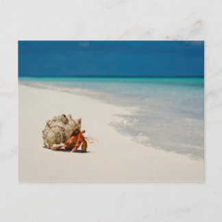 Strawberry Hermit Crab | Coenobita Perlatus Postcard