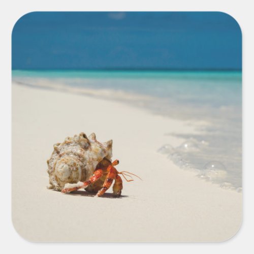 Strawberry Hermit Crab  Coenobita Perlatus Square Sticker