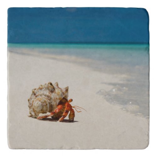 Strawberry Hermit Crab  Coenobita Perlatus Trivet