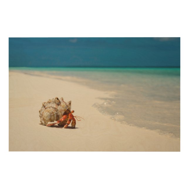 Strawberry Hermit Crab | Coenobita Perlatus Wood Wall Art (Front)