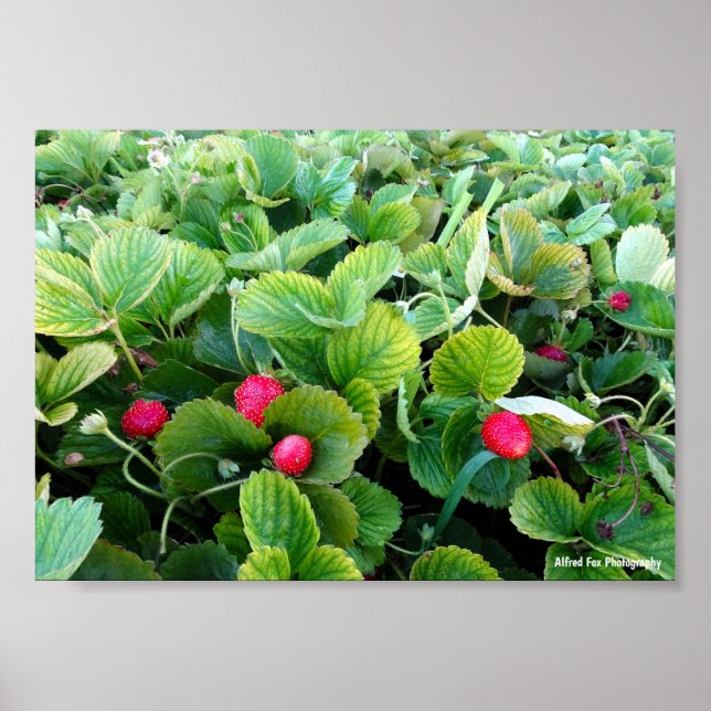 Strawberry Patch Poster (Front)