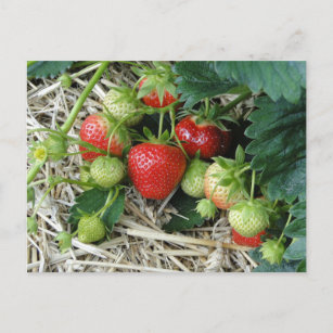 Strawberry Plant in the Garden Postcard