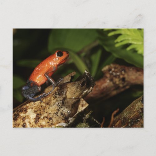 Strawberry Poison_dart frog Dendrobates 2 Postcard