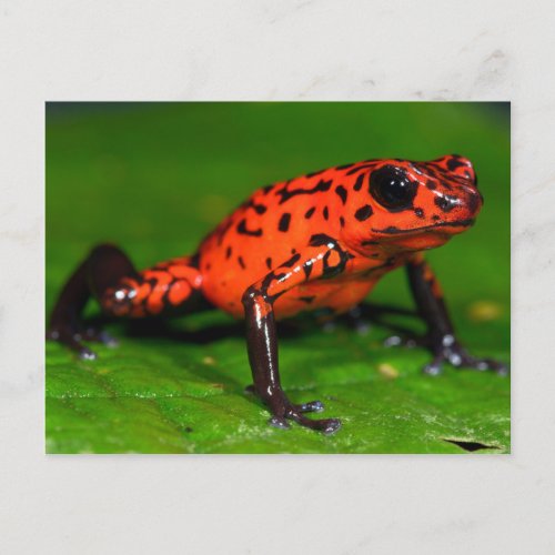 Strawberry poison_dart frog postcard