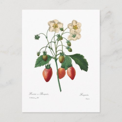 Strawberry Postcard