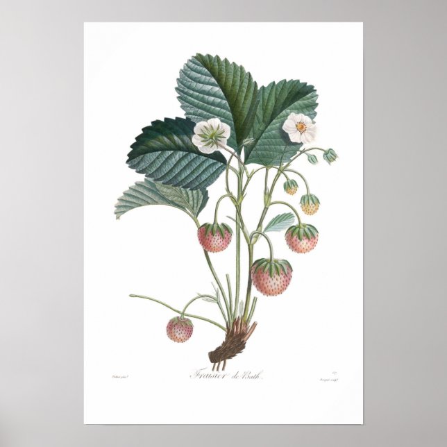 Strawberry Poster (Front)