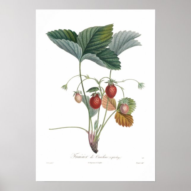 Strawberry Poster (Front)