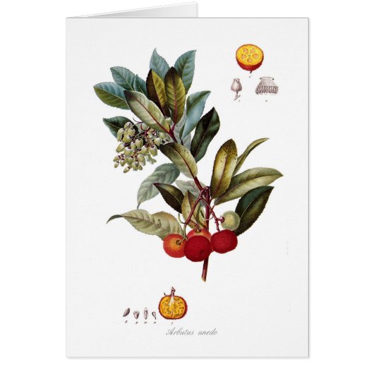 Strawberry tree (Arbutus unedo) Cards (Front)