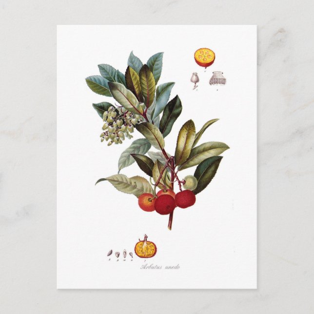 Strawberry tree (Arbutus unedo) Postcard (Front)