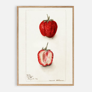 Strawberry vintage watercolor poster