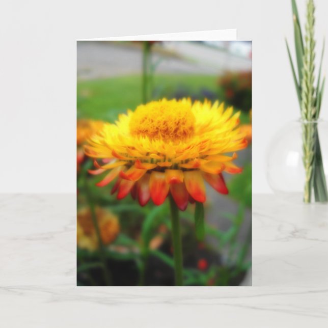 Strawflower greeting card (Front)