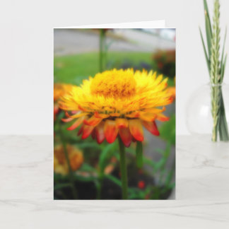 Strawflower greeting card