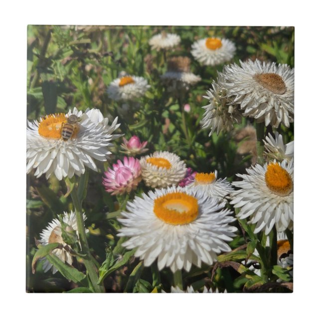 Strawflowers Ceramic Tile (Front)
