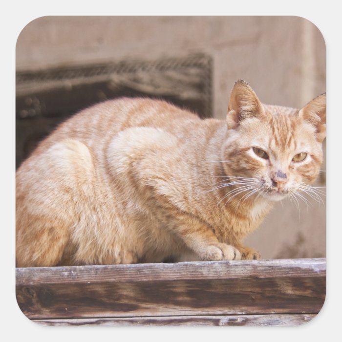 Stray cat in Fes medina, Morocco 2 Square Sticker