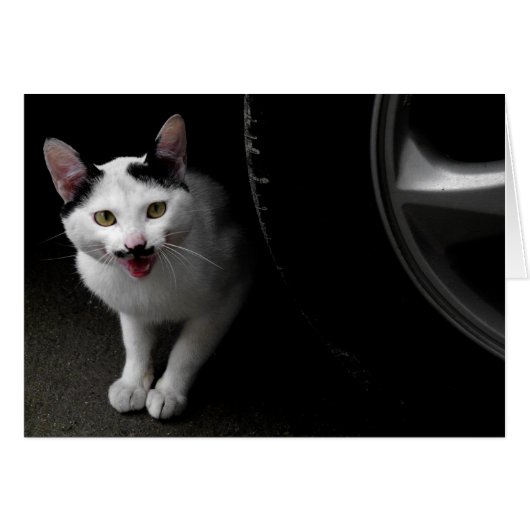 Stray Cat with Mustache Cards (Front Horizontal)