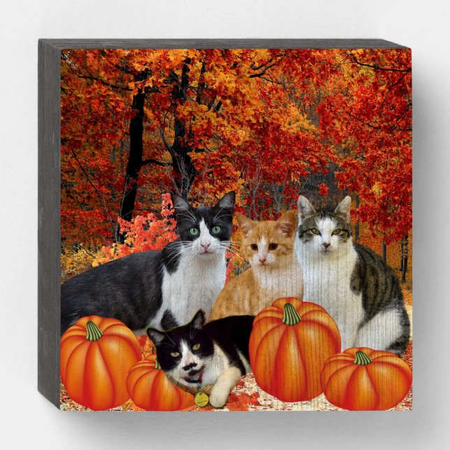 Stray Cats in Pumpkin Patch Wooden Box Sign (Front Horizontal)