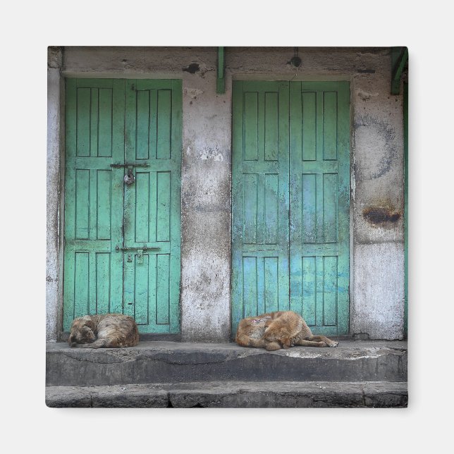 Stray dogs in front of dirty green doors magnet (Front)